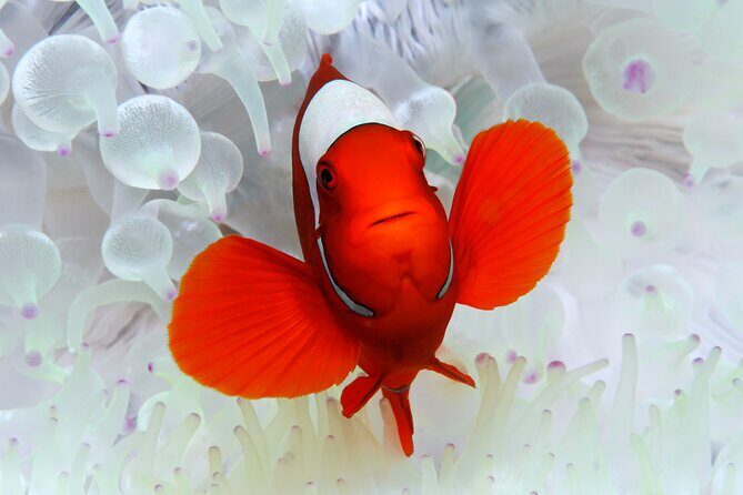 Premium Guided Dive Trip - Outer Great Barrier Reef - Key Points