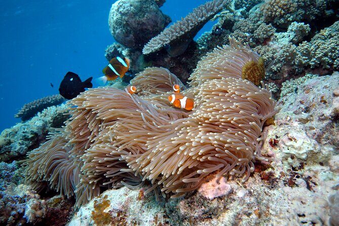 Premium Guided Dive Trip - Outer Great Barrier Reef - Why We Think This Tour Is a Great Choice