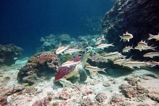 Premium Guided Scuba Diving Day Trip for Certified Divers - FAQ