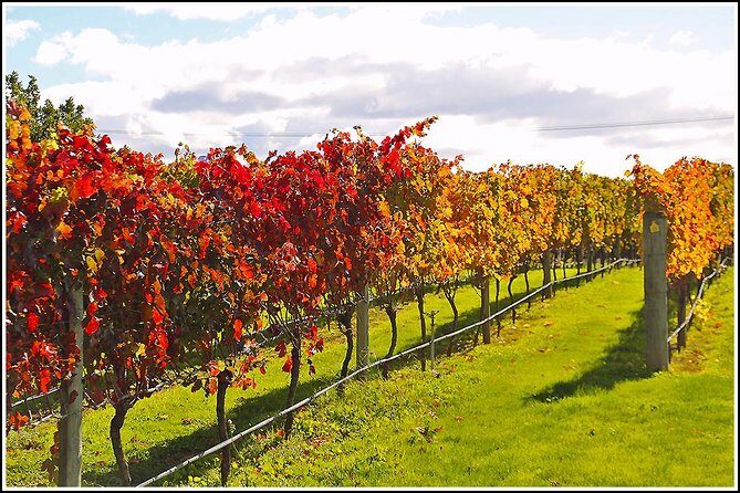 Premium-Hawke's Bay, Napier Winery Tour - 5.5 hours - The Sum Up: Is This Tour Right for You?