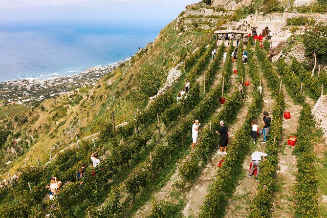 Premium Ischia Wine Tasting Experience with Transfer Included - Key Points