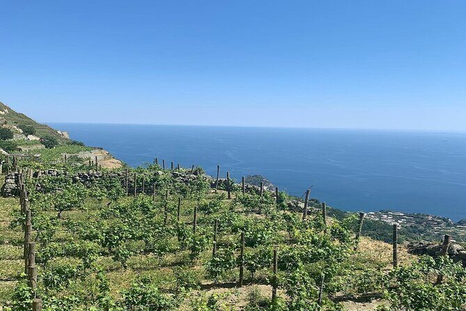 Premium Ischia Wine Tasting Experience with Transfer Included - FAQ