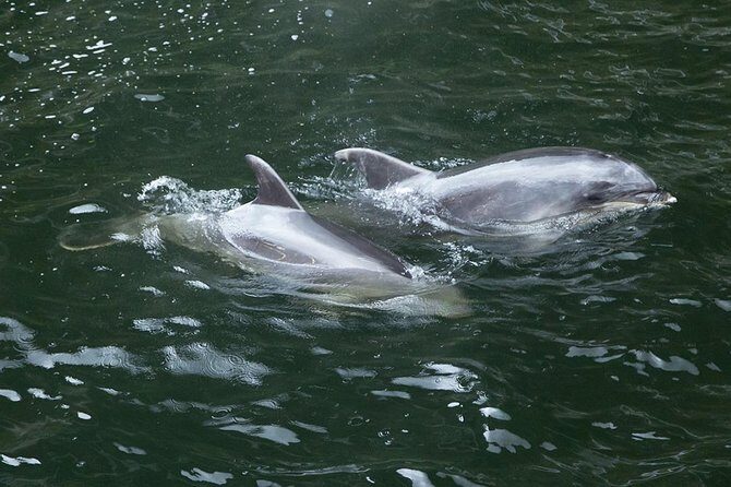 Premium Milford Sound Small Group Tour & Cruise from Queenstown - Who Should Consider This Tour?