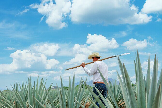 Premium Plus Sunrise - Final Thoughts