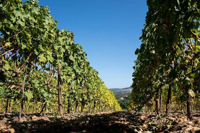 Premium Private Douro Tour: 2 Wineries with Tastings & Cruise - Exploring the Douro Valley in Depth