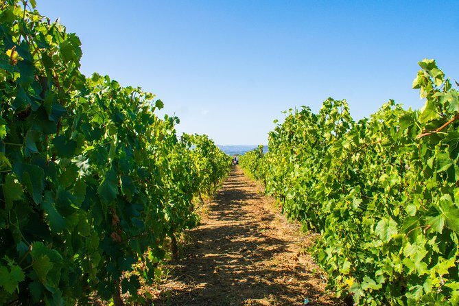 Premium Private Douro Tour: 3 Wineries with Tastings & Lunch - Value for Money and Practicalities