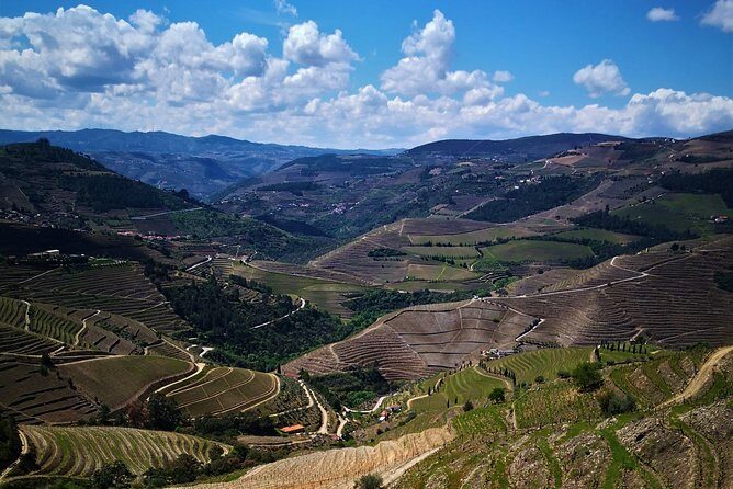Premium Private Douro Tour: 3 Wineries with Tastings & Lunch - Who Will Love This Tour?
