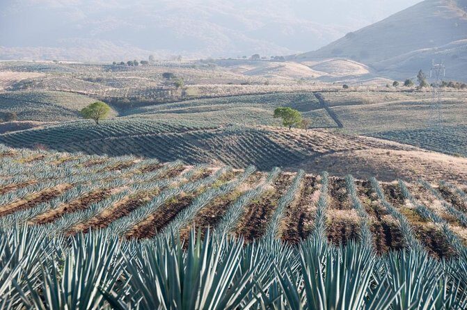 Premium Private Tequila Tour - Introduction: An Authentic Tequila Experience in Guadalajara