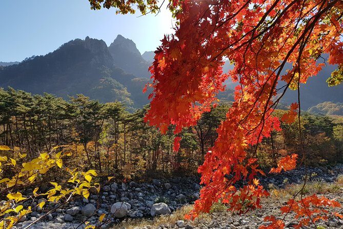 [Premium Private Tour] Mt Seorak & East Sea or Nami island from Seoul - The Sum Up