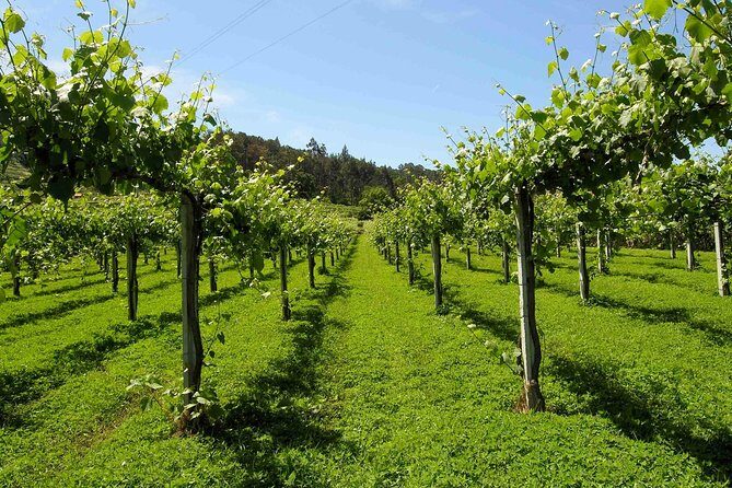 Premium Private Vinho Verde Tour:3 Wineries with Tastings & Lunch - What the Tour Offers: A Balance of Nature, Wine, and Culture