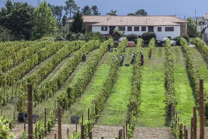 Premium Private Vinho Verde Tour:3 Wineries with Tastings & Lunch - What Makes This Tour Stand Out?