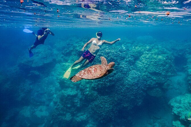 Premium Sea Scooter Turtle Adventure - Authentic Experiences from Travelers