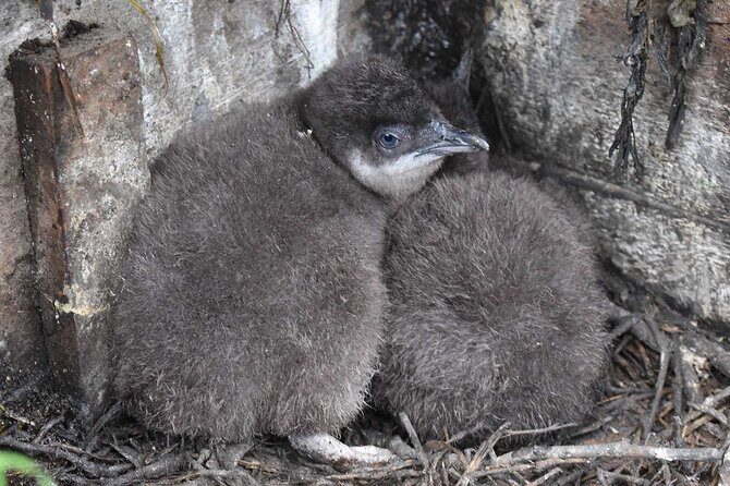 Premium Small Group Philip Island eco Tour - Final Thoughts: Who Should Book This Tour?
