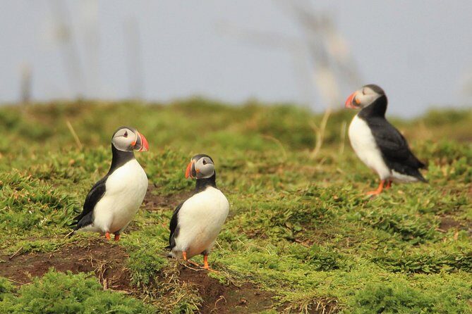 Premium Small-Group Puffin & Bird Watching tour from Reykjavík - Who Should Join This Tour?