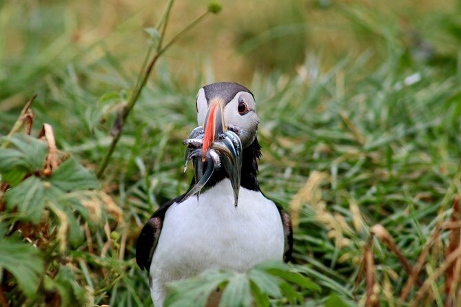Premium Small-Group Puffin & Bird Watching tour from Reykjavík - FAQs