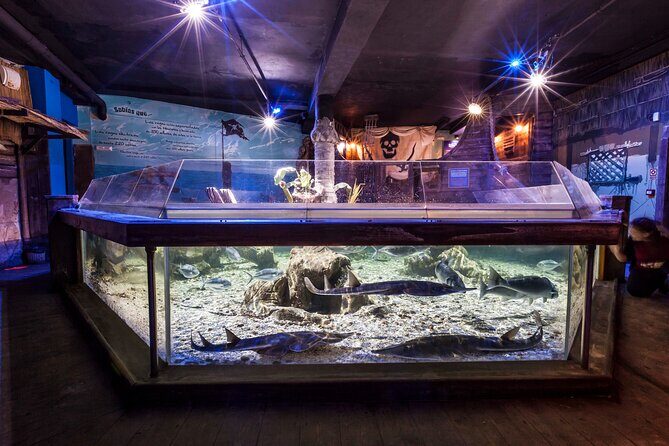 Premium Ticket Sea Life Benalmádena - A Practical and Fun Marine Adventure at Sea Life Benalmádena