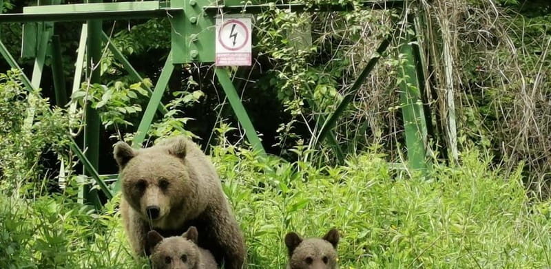 PREMIUM TOUR: Bears Safari on Transfagarasan Road - Catching a Glimpse of Romania’s Untamed Beauty on the Bears Safari Tour