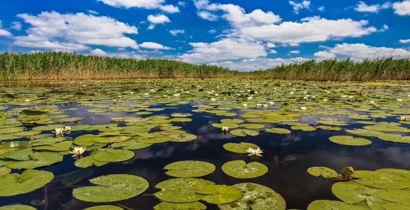 PREMIUM TOUR SMALL GROUP Bucharest: Day Trip to Danube Delta - A Closer Look at the Danube Delta Day Trip