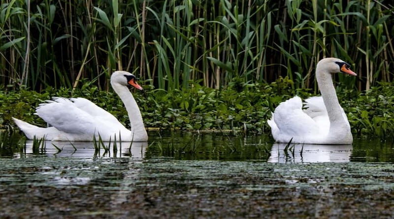 PREMIUM TOUR SMALL GROUP Bucharest: Day Trip to Danube Delta - Practical Details and Tips