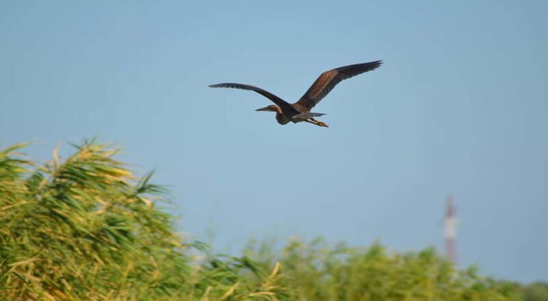 PREMIUM TOUR SMALL GROUP Bucharest-The Heart of Danube Delta - Discover the Danube Delta: A Small-Group Day Trip from Bucharest