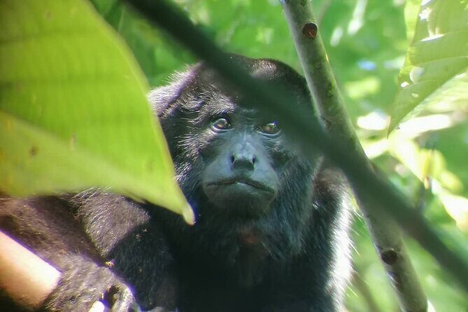 Premium Tour:Sloths and Río Celeste y Cortez Waterfalls (Tenorio Volcano Park) - Exploring Costa Rica’s Natural Treasures: Sloths, Río Celeste, and Cortez Waterfalls