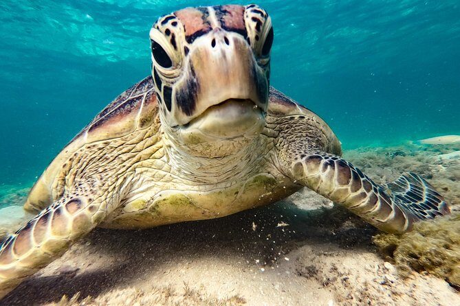 Premium Whitsunday Islands Sail, SUP & Snorkel Tour - FAQs