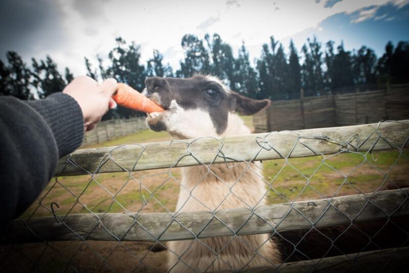 Premium Wine Tasting at Casas del Bosque + Private Transport - Detailed Review of the Experience