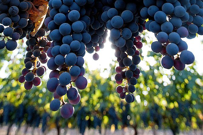 "Premium Wine Tour" Viña Cousiño Macul Official english - A Detailed Look at the Vineyard Tour