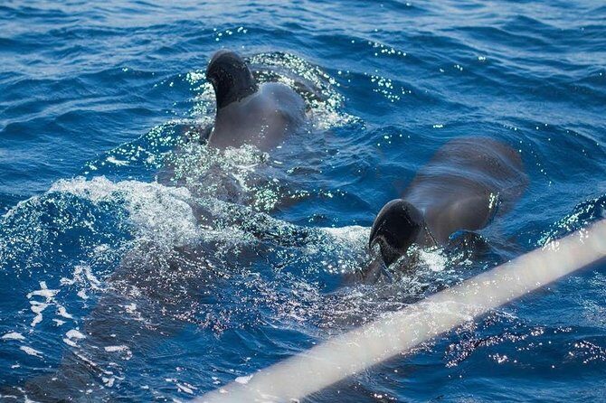 Premium Yacht Private Charter - An Authentic Look at the Private Yacht Experience in Tenerife