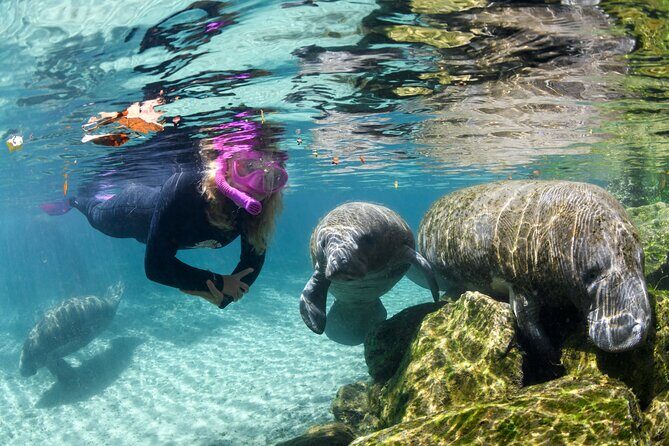 Preseason Special Snorkeling with Manatees Experience - Crystal Rivers Manatee Swim: An Up-Cclose Encounter with Nature