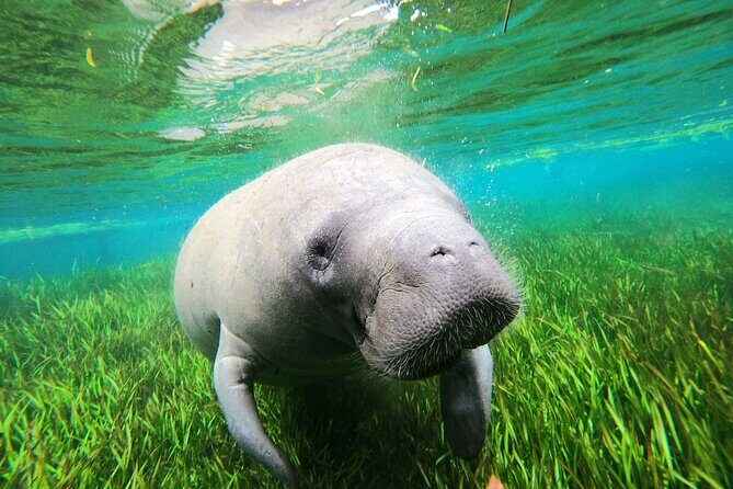 Preseason Special Snorkeling with Manatees Experience - Key Points