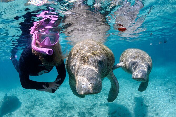 Preseason Special Snorkeling with Manatees Experience - The Practical Details
