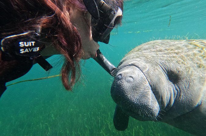 Preseason Special Snorkeling with Manatees Experience - Who Will Love This Tour?