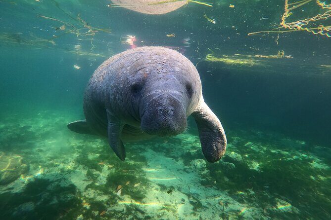 Preseason Special Snorkeling with Manatees Experience - FAQs