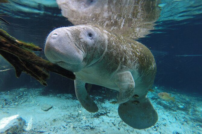 Preseason Special Snorkeling with Manatees Experience - Final Thoughts
