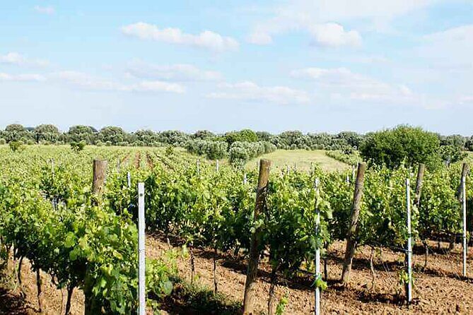 Primitivo and Negroamaro wine tour: a visit to two wineries and typical lunch. From Lecce - Who Should Book This Tour?