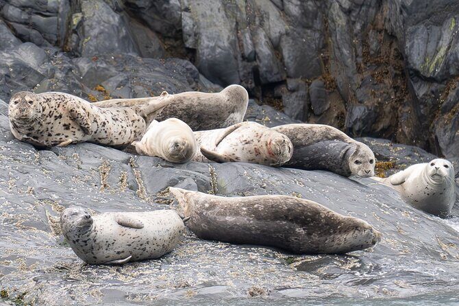 Prince William Sound 26 Glacier Cruise, Self-Drive - Frequently Asked Questions