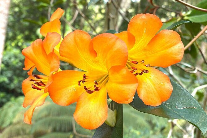 Princeville Botanical Gardens Tour and Chocolate Tasting Ticket - FAQ