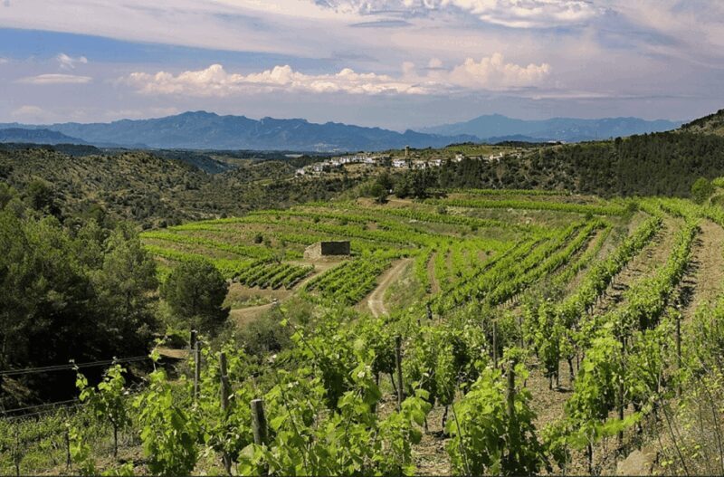 Priorat tour to 3 small wineries and hotel pick-up - Exploring Catalonia’s Hidden Gem: A Deep Dive into the Priorat Wineries Tour
