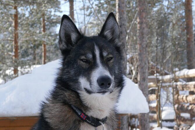Privat sled trip with husky in the alta valley - Key Points