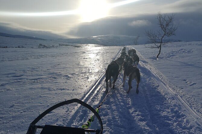 Privat sled trip with husky in the alta valley - Why This Tour Offers Real Value