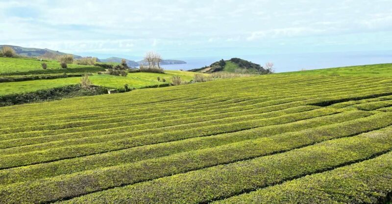 Privat van tour Furnas valley, Gorreana tea  islands gems - Analyzing the Value