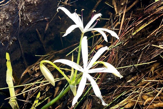 Private 1.5-Hour Airboat Tour of Miami Everglades - Frequently Asked Questions