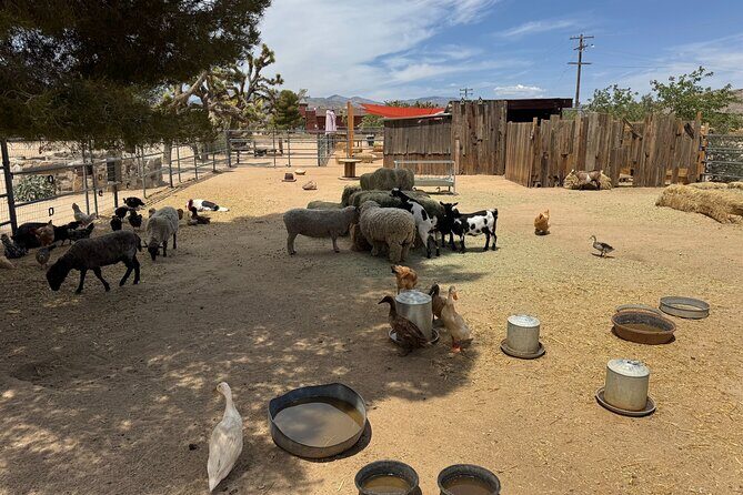 Private 1 Day Tour to Joshua Tree National Park - FAQ