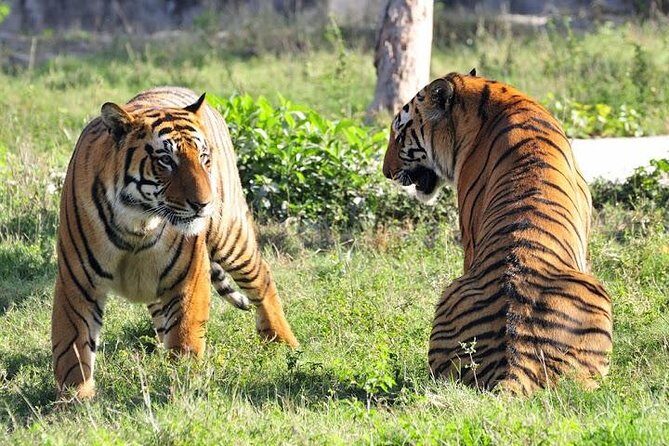 Private 2-Day Tour to Ranthambhore Tiger Safari from Jaipur - What Do Real Travelers Say?