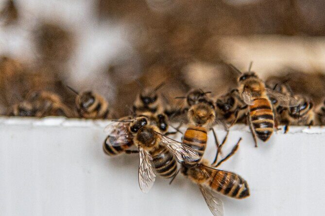 Private 2-Hour Beekeeping Classroom Tour in Honokaa - Considerations and Practicalities