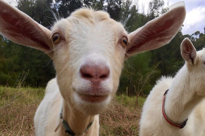 Private 2-Hour Beekeeping Classroom Tour in Honokaa - Why This Tour Stands Out