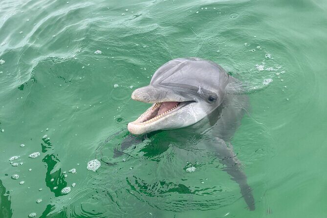 Private 2-Hour Dolphin and Sightseeing Tour - Key Points