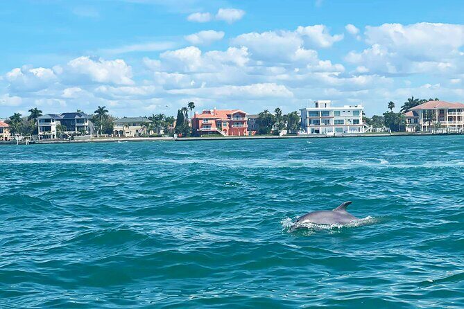 Private 2-Hour Dolphin Watching Cruise in St. Petersburg, FL - Why This Tour Is a Great Value