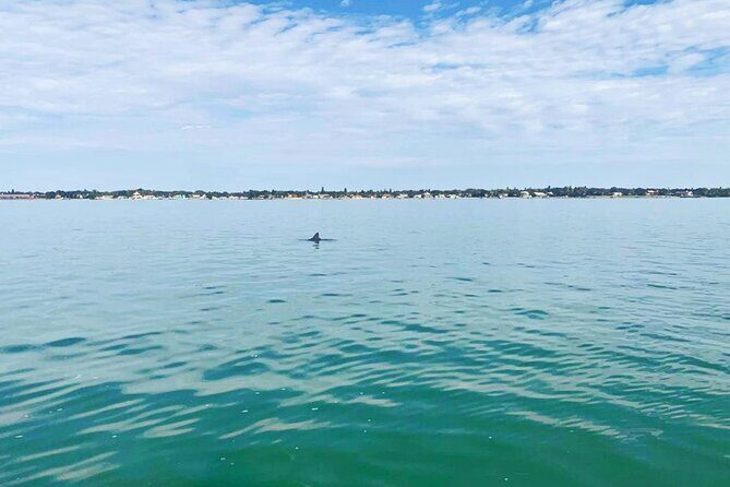 Private 2-Hour Dolphin Watching Cruise in St. Petersburg, FL - Practical Tips for Booking and Enjoyment